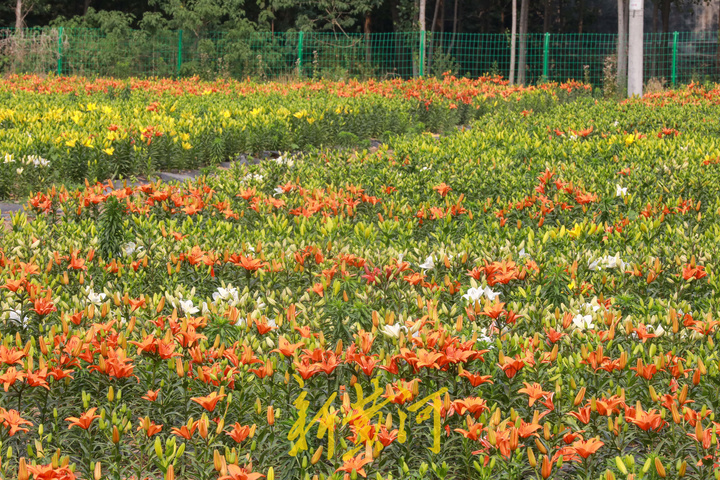 百合花海即将盛开，端午时节来赏花吧