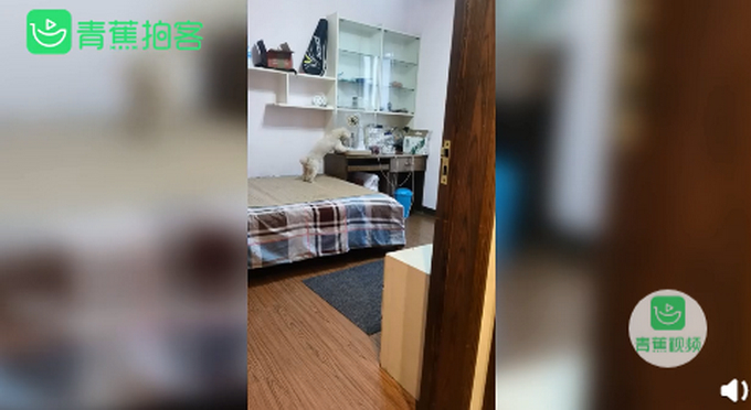 人不如狗！斗牛犬一个月学会滑板还能拐弯 网友：最牛车队