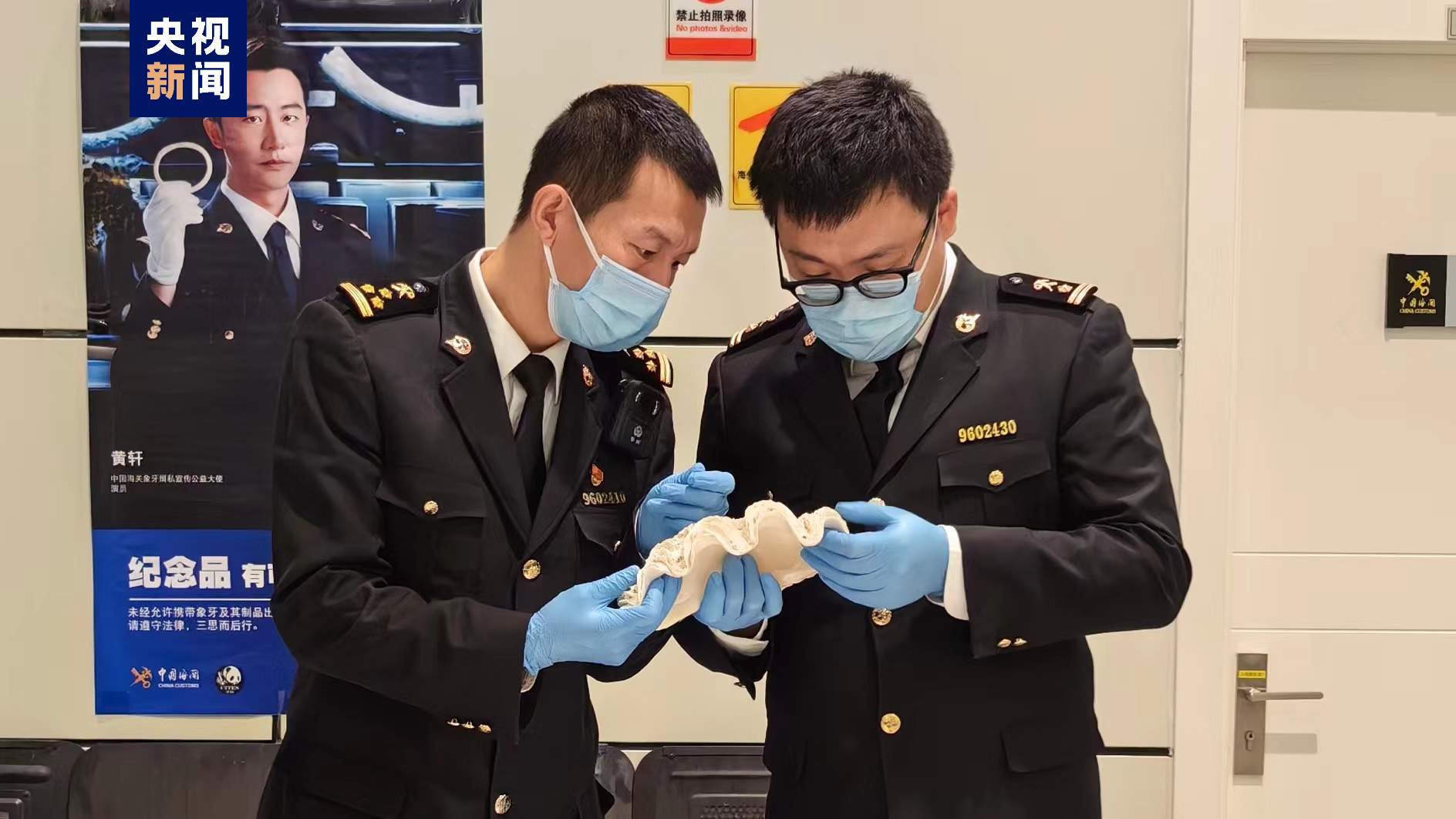 宁夏首次查获国家一级保护海洋生物砗磲贝壳实体