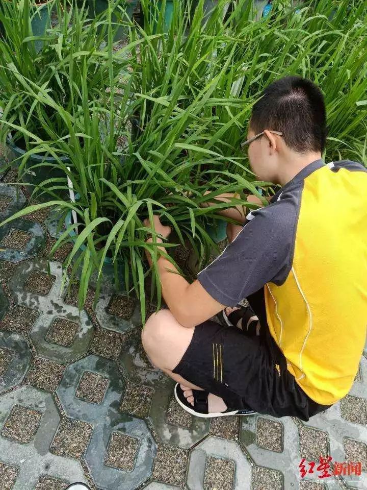 大二男生历时5个月种出杂交水稻，网友：和袁老种的味道一样吗？