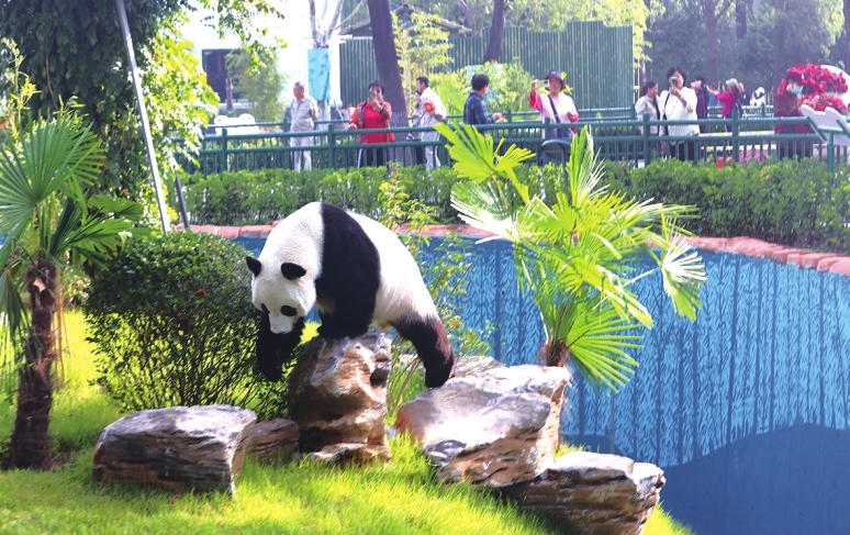 “高颜值”济南动物园大熊猫新馆正式开放