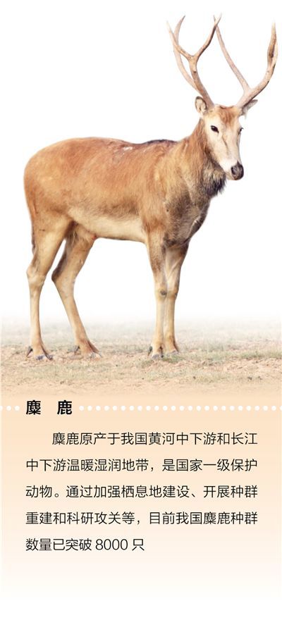 制订江豚保护方案，开展扬子鳄野外放归 物种保护 为长江添活力