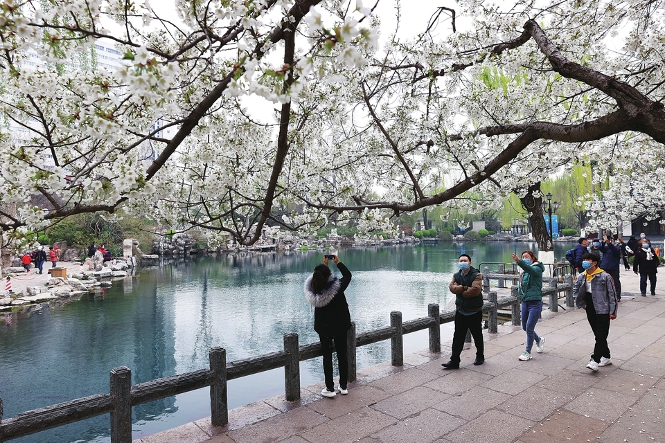 樱花烂漫好春光