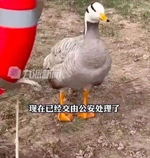 已确认,网红大雁“大宝”突然死亡!公安介入