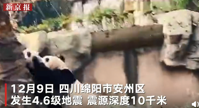 5秒上树！四川绵阳4.6级地震时大熊猫反应迅敏，网友：求生欲太强