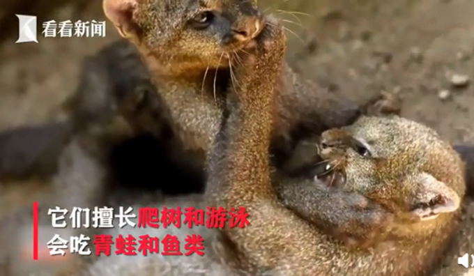 小奶猫是美洲狮原来是这样的 