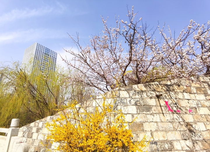 赏花看景两相宜，腊山河畔春色美