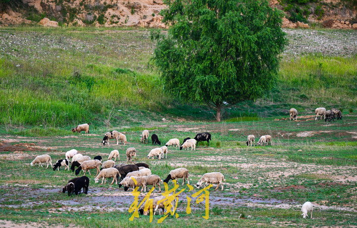 玉符河：上游放水中游渗透地下 下游放牧如草原风情