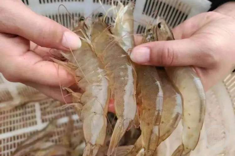 黑龙江产蔓越莓四川产鱼子酱安徽产鹅肝？“尔滨”让“小透明”们跟着火了