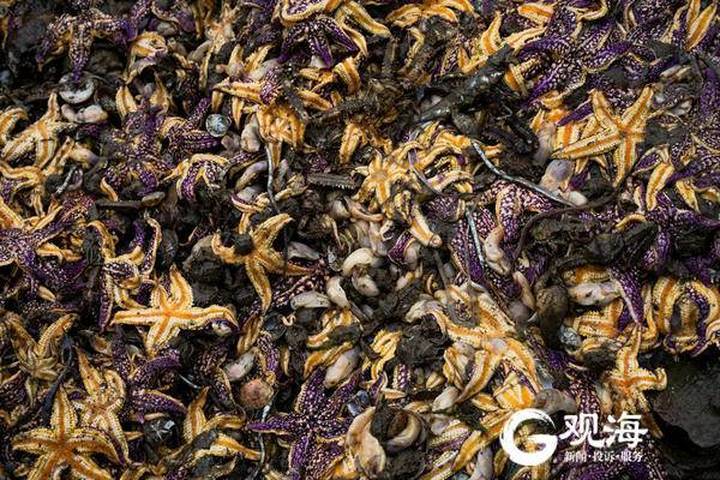 青岛开展净湾行动，捕捞白泥蚂和海星32.6万斤