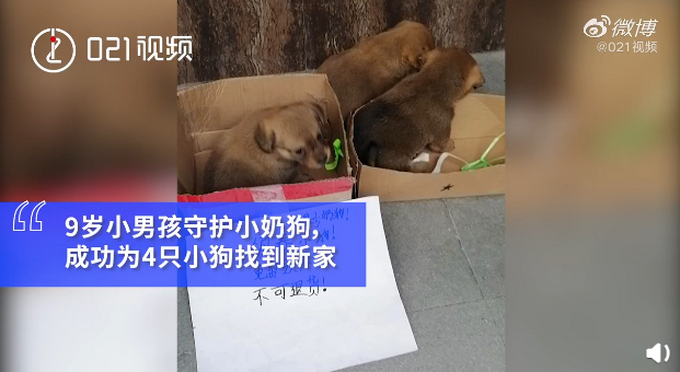 9岁男孩守护被遗弃小奶狗，路边吆喝：明天50今天免费，快来领养！