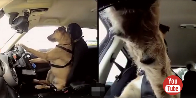 人不如狗！斗牛犬一个月学会滑板还能拐弯 网友：最牛车队