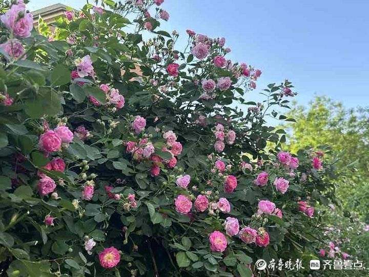 济南尽开月季花！街头月季最全“打卡指南”，随手可拍