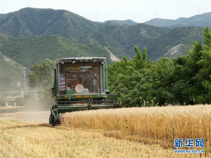 特殊之年夏粮丰收背后的特殊之举