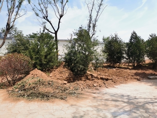 【啄木鸟在行动】日照路绿化带内黄土松散裸露