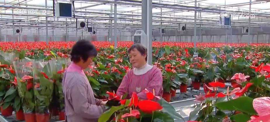 “美丽经济”“热”起来!鲜花产业“一路生花”绽放勃勃生机