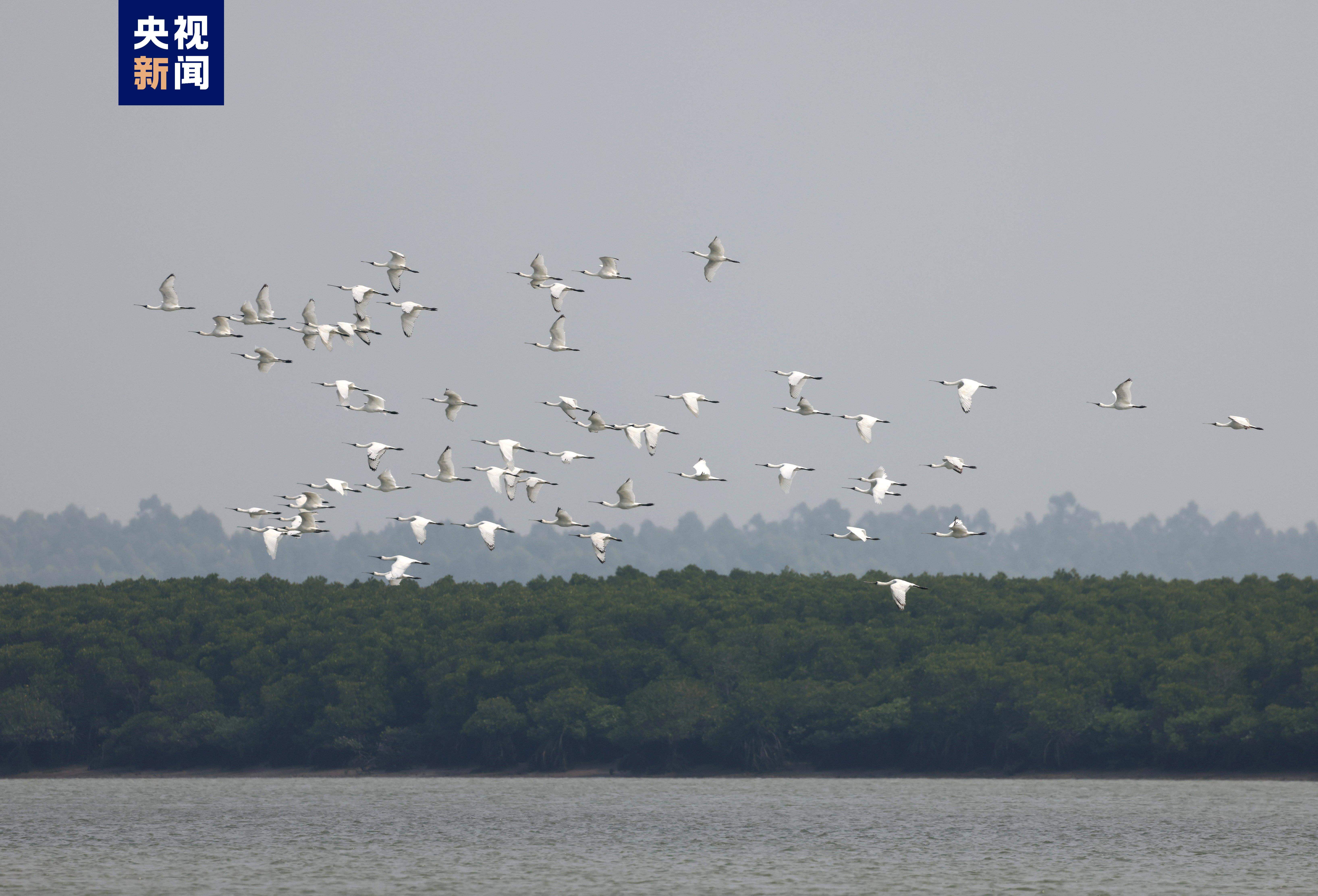 海南儋州：珍稀水鸟黑脸琵鹭、勺嘴鹬悠然过冬
