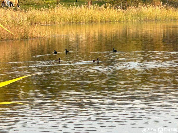 上千只白骨顶鸡来济南华山湖过冬 为啥到山东“安家”的野生保护动物越来越多？