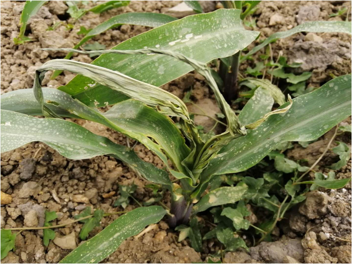  “粮食杀手”来袭！国内多地遭草地贪夜蛾入侵，山东省内尚未发现