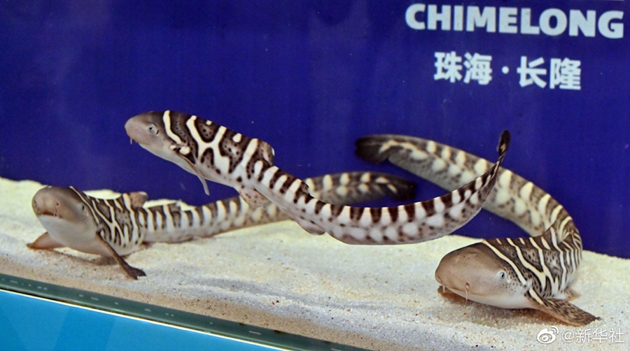 珠海长隆再次成功繁育濒危物种豹纹鲨