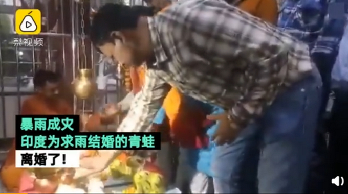 【罕见】印度水塘出现黄色青蛙怎么回事?雄蛙求偶会变色吸引雌蛙