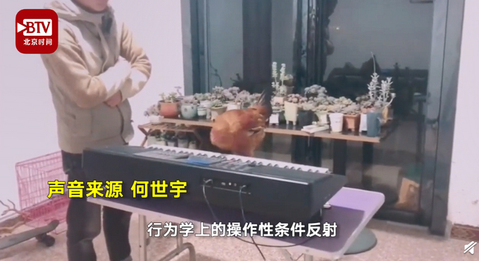 厉害了！大学老师训练公鸡弹琴：会弹《童话》和《我和我的祖国》