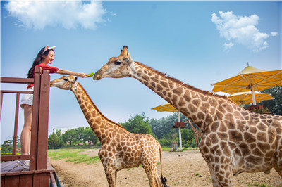 4只大熊猫到这个地方安家落户！9月16日与游客见面