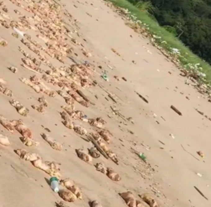 东莞海滩出现大量猪蹄目测过万，警方已介入！网友：不明来源真的好吓人