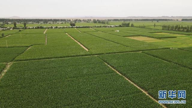 改变世界的一粒种子——从中央一号文件看打赢种业翻身仗