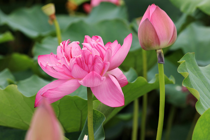 这里的荷花燃香正浓，“莲藕经济”添彩乡村振兴