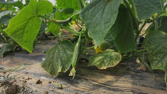 【春耕进行时（四）】章丘区张家林村以现代农业实现精准扶贫有效对接