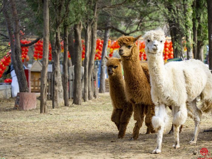 济南市文化旅游局推出“春季旅游指南”➁家庭总动员：萌宠互动 亲子运动