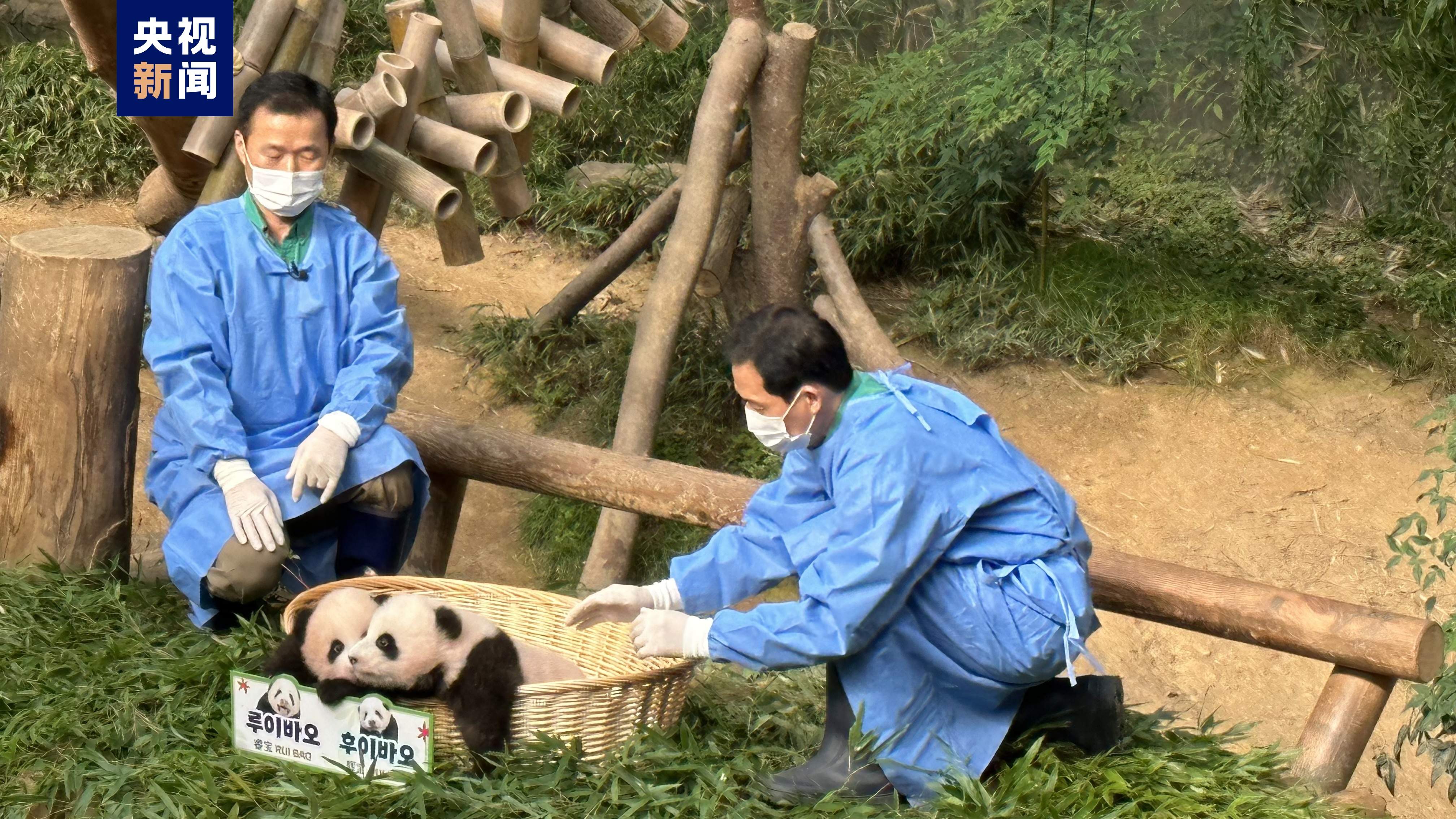 最终命名揭晓 旅韩大熊猫双胞胎宝宝有名字啦