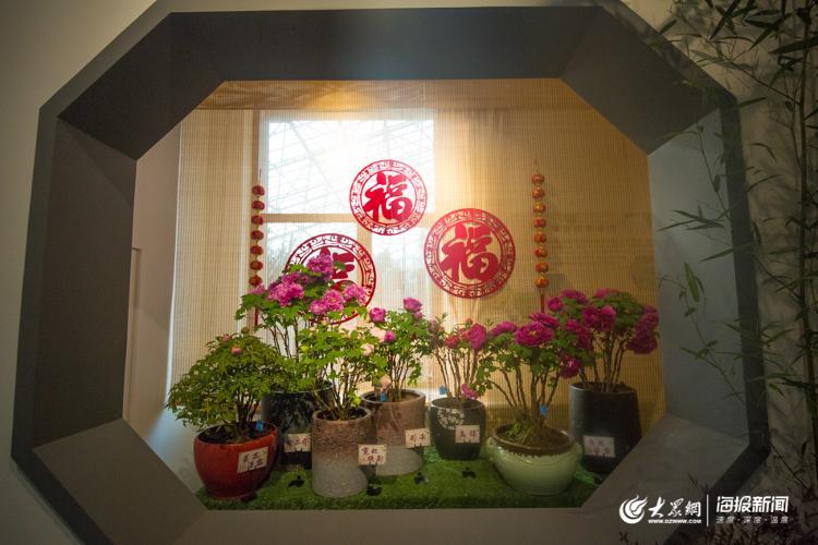 声色山东丨今年冬天来济南看“花王” 20多种牡丹首次集中亮相