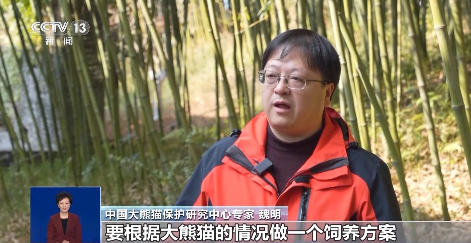 旅行结束！今年17只旅居大熊猫返回家乡