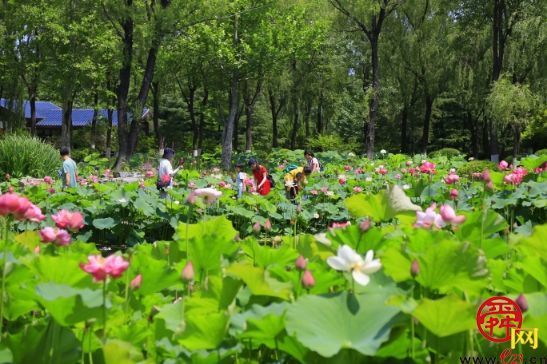 端午假期第一天，济南植物园开启快乐之旅