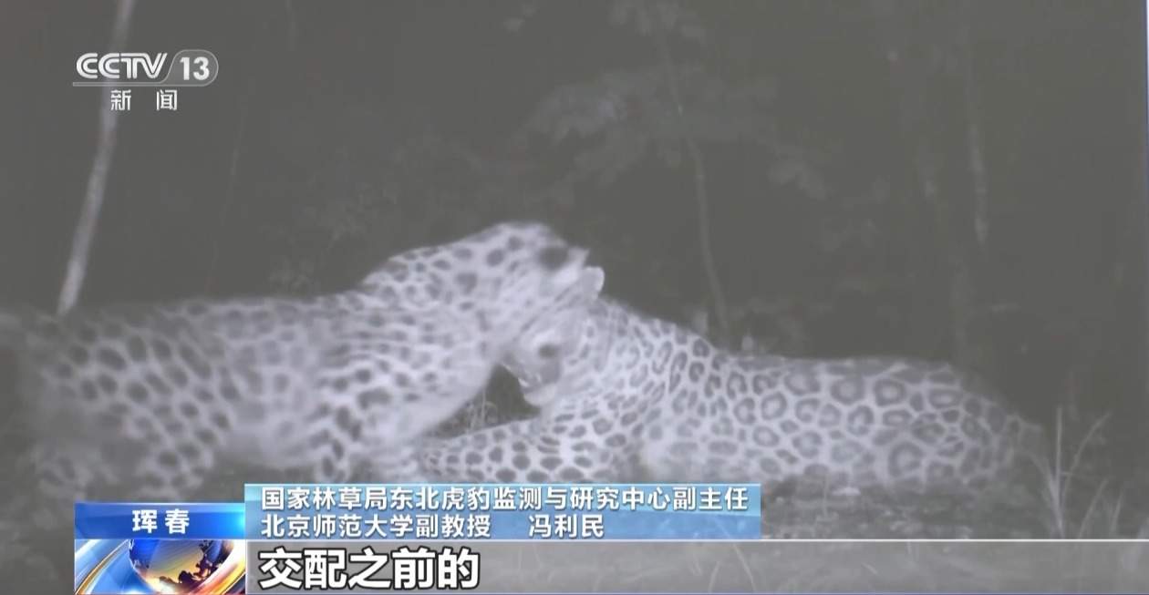 国内首次发现“东北虎捕食东北豹” 警方和专家组揭开事件真相