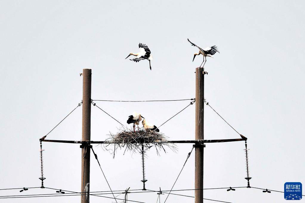 湿地之美丨山东黄河三角洲湿地