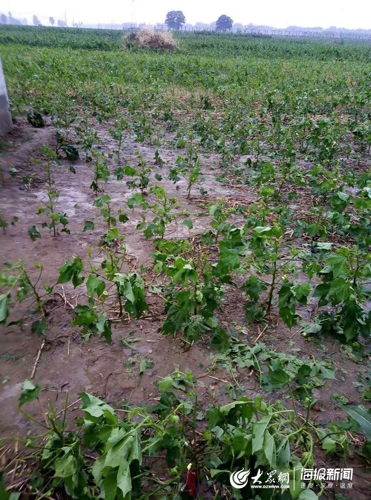 菏泽遭遇冰雹130亩农作物受灾 棉花叶、尖被砸掉