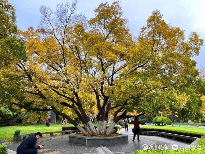 深秋时节泉城公园，色彩斑斓