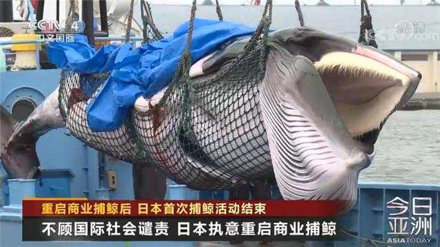 不顾国际社会谴责，31年后日本首次商业捕鲸即收获千吨鲸肉