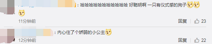 【成精了】狗狗铺凉席关灯睡觉一气呵成 快送孩子去读书吧别耽误了  