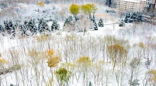 雪后的济南森林公园树影婆娑，俯瞰美如素描画