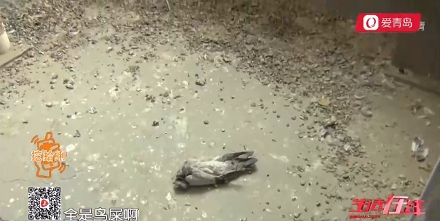 女子胶州买房十年没拿到钥匙 屋子已成鸽子窝