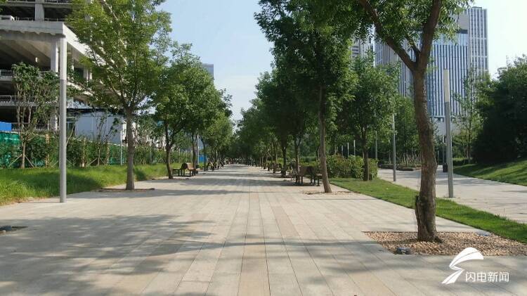 济南CBD打造独特景观！绿化大规模种植“变色”色叶树娜塔栎