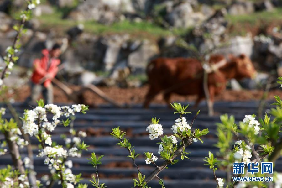 春分时节，农民在忙啥？