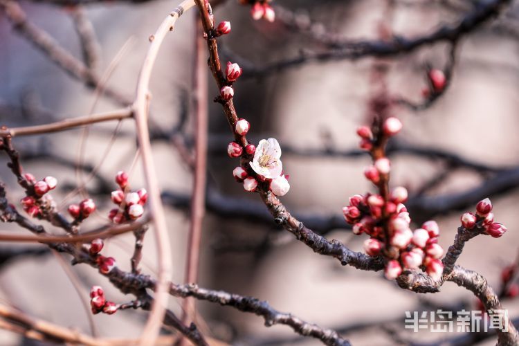 杏花早春第一枝