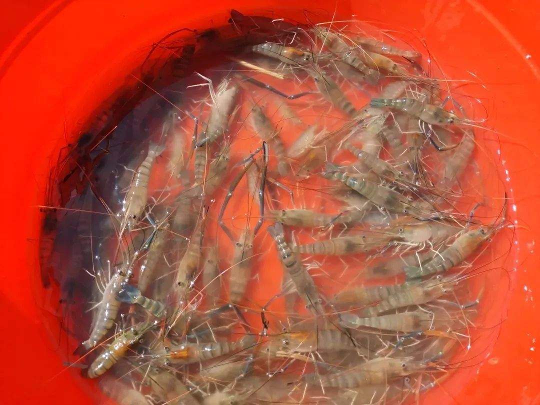 “我的家乡特产，难道特地瞒着我产？”