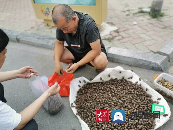 菏泽新鲜金蝉8毛一只 今年价格略有上涨市场供不应求