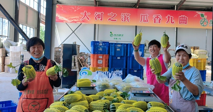 济南东方有一“神仙瓜”，皮薄多汁、清甜起沙…浇灌黄河水的它让你甜掉牙
